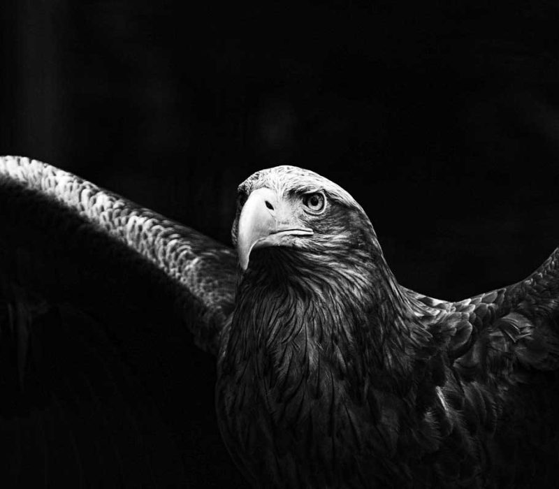 malecor_adler_136048077